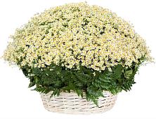 Цветочная композиция из Ромашки в корзине #REPLACE_PRED# Комсомольском Республики Калмыкия